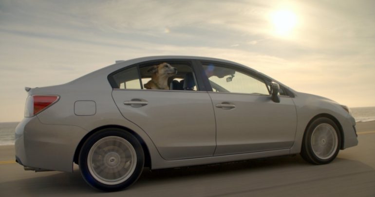بالفيديو: عندما تقود الكلاب السيارات بشكل قانوني
